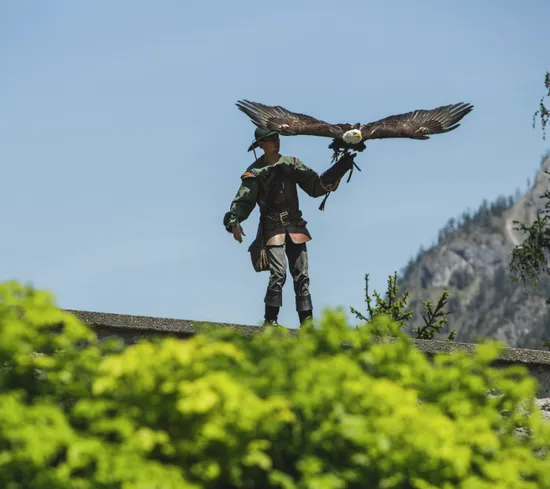 Falkner mit Adler, der auf dem Handschuh landet, bei Greifvogelshow in Bergkulisse